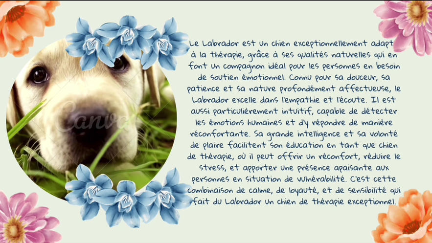 Labrador a l'adoption